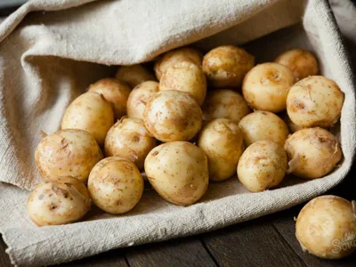 18 лучших сортов картофеля для средней полосы России | ivd.ru