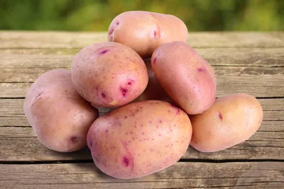 Поздние сорта Семенного Картофеля купить в Украине | Веснодар