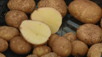 Лучшие сорта картофеля для средней полосы в 2023 | Новый очаг | Дзен
