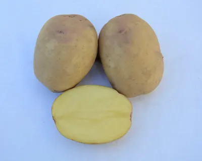 Как вырастить картофель и сберечь урожай: вся правда о втором хлебе -  07.10.2021, Sputnik Беларусь