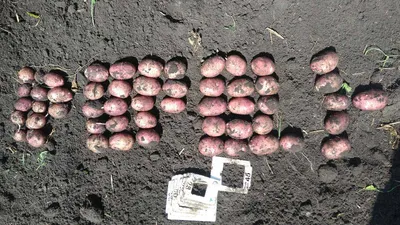 18 лучших сортов картофеля для средней полосы России | ivd.ru