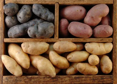 Картофель: посадка, сорта, предшественники и особенности выращивания в  Казахстане