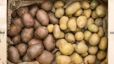 Ученый объяснил, картошка какого цвета и размера вреднее всего – K-News