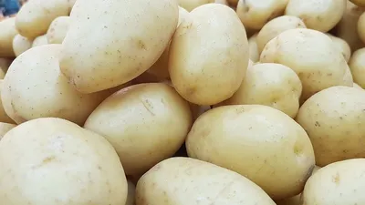 Когда выкапывать картофель на хранение в 2021 году: как определить, что  можно копать картофель - 5 августа 2021 - 29.ru