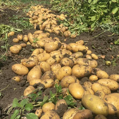 Поздние сорта Семенного Картофеля купить в Украине | Веснодар