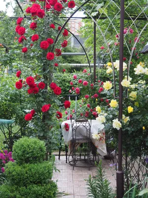 Прекрасный сад Светланы Галаховой в Тольятти, 83 фото | Сады и цветы | Дзен