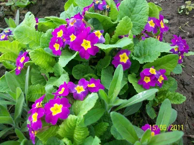 Primula alpicola Stapf - Примула альпийская - Полярно-альпийский  ботанический сад-институт им. Н.А. Аврорина