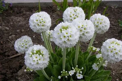 Примула Буллея (Primula bulleyana) купить в blumgarden.ru