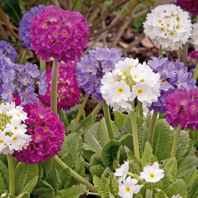 Primula × pubescens Jacq. - Примула опушенная - Полярно-альпийский  ботанический сад-институт им. Н.А. Аврорина