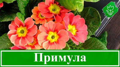 Примулы - цветотерапия на даче