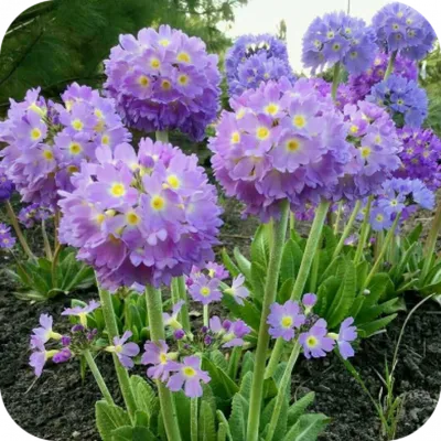 🌻 Садовая примула – посадка и уход в открытом грунте; многолетняя примула  – выращивание из семян - YouTube