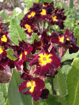 Примула мелкозубчатая белая (Primula denticulata white)