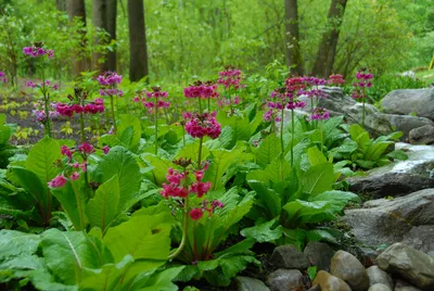 Примула – посадка и уход, фото и сорта многолетней садовой примулы,  размножение и подкормка | Houzz Россия