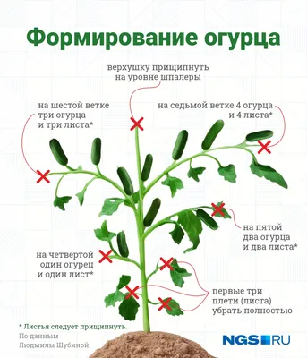 Прищипка огурцов на подоконнике, в открытом грунте и теплице: на каком  листе, схема