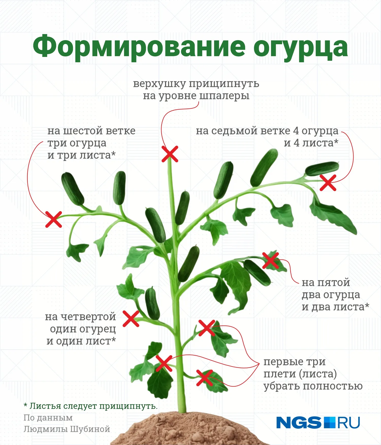 Нужно ли обрезать огурцы в теплице