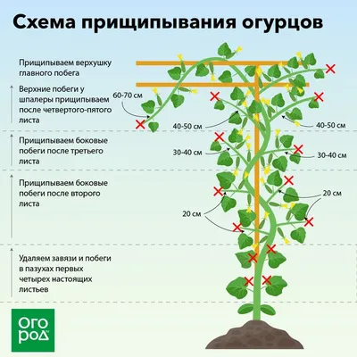 Как часто поливать огурцы, чем подкармливать, как подвязать в теплице:  желтеют листья огурцов чем полить - 14 июня 2023 - ngs70.ru