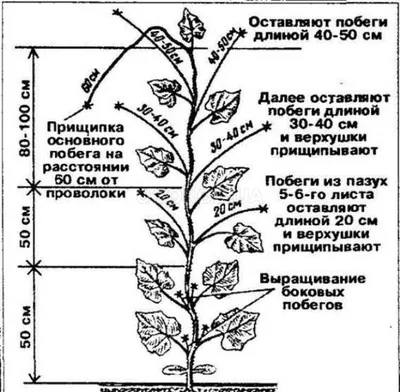 Огурцы в теплице: выращивание, посадка, правильный уход и сбор урожая