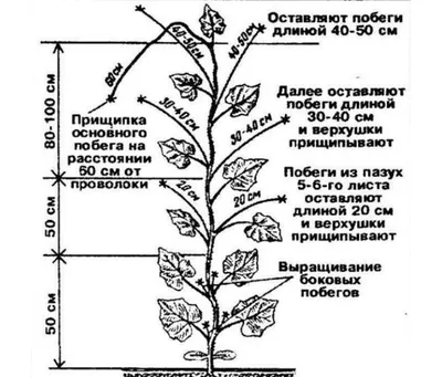 Формируем правильно. Как увеличить урожайность огурцов? | Огород | Дача |  Аргументы и Факты