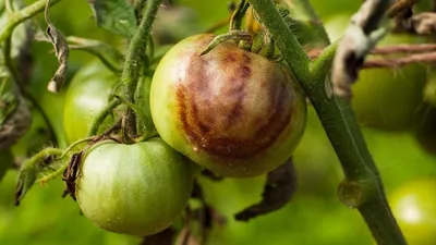 Признаки фитофторы на помидорах фото фотографии