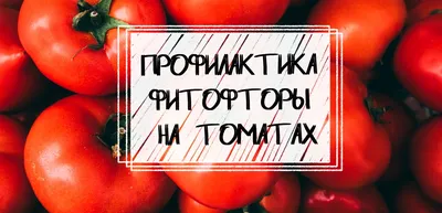 Спасаем помидоры и огурцы от вредителей и болезней: Общество: Облгазета
