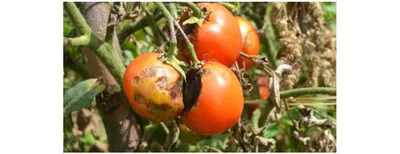 Друг-агроном по секрету рассказал, как избавиться от фитофторы на помидорах  всего за 1 час! Какие убойные средства реально работают? | Твоя Дача | Дзен