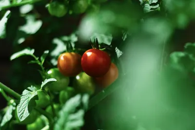 Фитофтора на помидорах: как бороться народными средствами в теплице и в  открытом грунте, признаки и причины появления, полезные рекомендации
