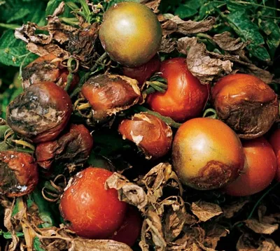 Фитофтороз томатов в теплице - причины, профилактика и методы борьбы с  заболеванием