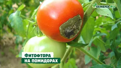 Болезни томатов: профилактика и лечение — Soncesad Болезни томатов:  профилактика и лечение — Soncesad