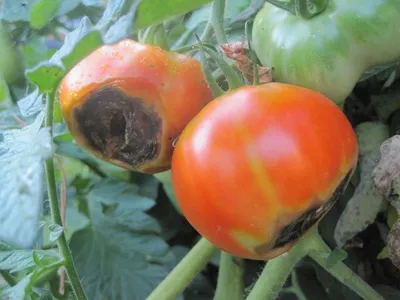 Как спасти помидоры от фитофторы в августе: полезные и простые советы |  Актуально | Заря над Неманом
