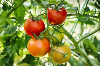 Что такое фитофтороз томатов: признаки заражения, методы лечения