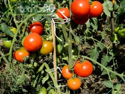 Как бороться с фитофторой на помидорах – ОСН