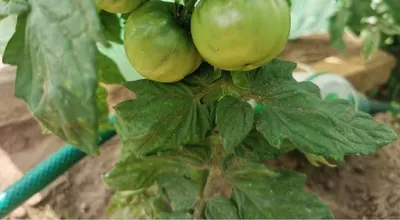 Фитофтороз томатов: как бороться и чем лечить гниль на помидорах —  Интернет-канал «TV Губерния»