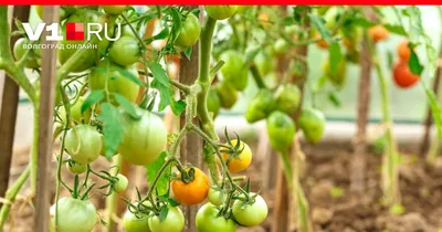 Профилактика и лечение. Секреты богатого урожая томатов и картофеля |  Огород | Дача | Аргументы и Факты