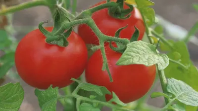 Фитофтора на рассаде помидоров: что это такое, чем обработать томаты, а  также профилактика и фото больного растения
