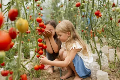 Пандемия огородного масштаба. Как предотвратить фитофтороз томатов? | Пикабу