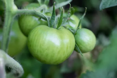 Обработка помидор от фитофторы в открытом грунте | выращивание, уход,  размножение растений