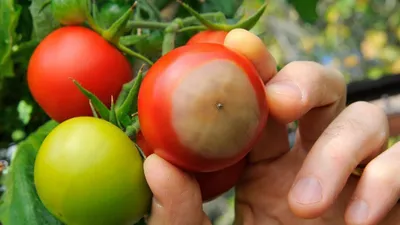 Средство для защиты растений от болезней Фитоспорин-М томаты, 100 г -  характеристики и описание на Мегамаркет