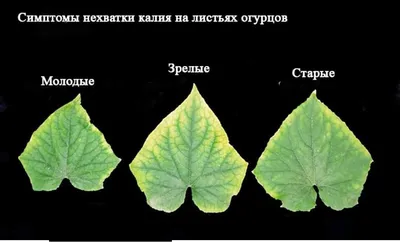 Калийное голодание огурцов: как проявляется и чем подкормить | Уютный дом в  цветущем саду | Дзен