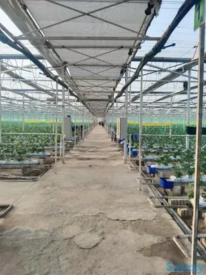 Готическая промышленная теплица BHK Greenhouse