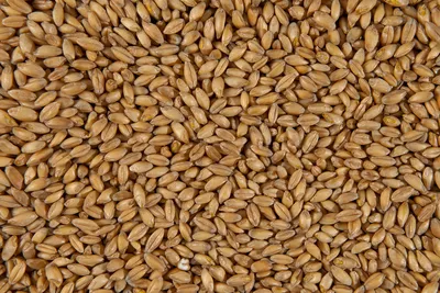 Пшено — это не пшеница! Как выглядит растение, из которого делают эту крупу  — читать на Gastronom.ru