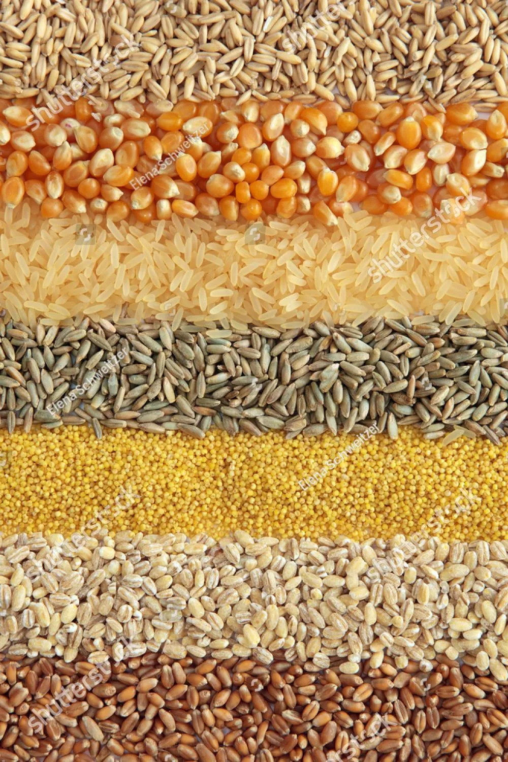 Пшеница просто ячмень рожь овёс кукуруза. Овес просо рис кукуруза. Рис с кукурузой. Крупы фон. Ячмень и просо