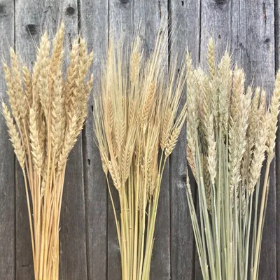Пшеница и ячмень фото фото