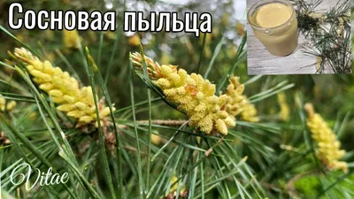 Свежая сосновая пыльца 2023 года!: 165 грн. - Продукты питания / напитки  Хмельник на Olx