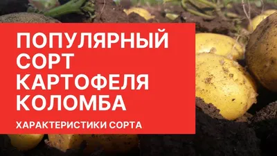 Селекция новых сортов - ООО \"Молянов Агро Групп\"