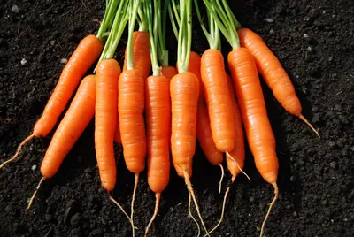 Ранние сорта моркови фото фото