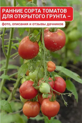 Ранние сорта томатов для открытого грунта – фото, описания и отзывы  дачников | Выращивание помидоров, Овощные грядки, Выращивание орхидей