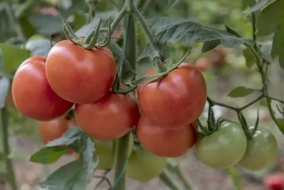 11 самых ранних сортов томатов для открытого грунта | Урожайная Дача | Дзен