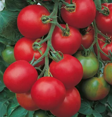 Лучшие сорта томатов для открытого грунта в Украине ᐉ Agriks.com.ua