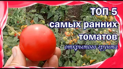 Самые ранние сорта томатов открытого грунта. Центрально-Черноземный регион.  - YouTube
