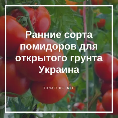 Ранние сорта помидоров для открытого грунта Украина | выращивание, уход,  размножение растений